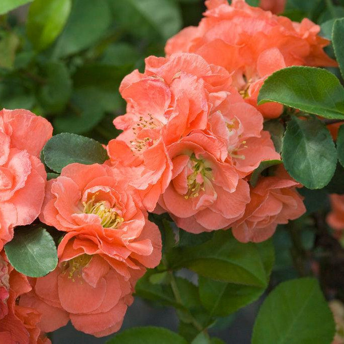Double Take® Peach Quince|Proven Winners®