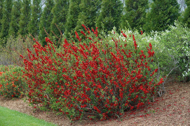 Double Take® Scarlet Quince |Proven Winners®