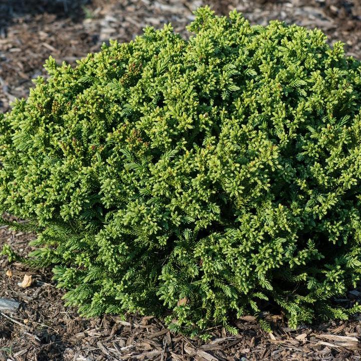 Dragon Prince® Cryptomeria