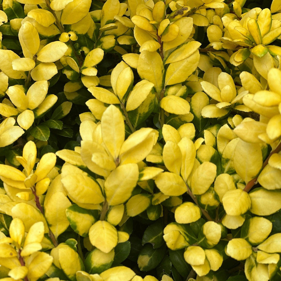 Drops of Gold Japanese Holly