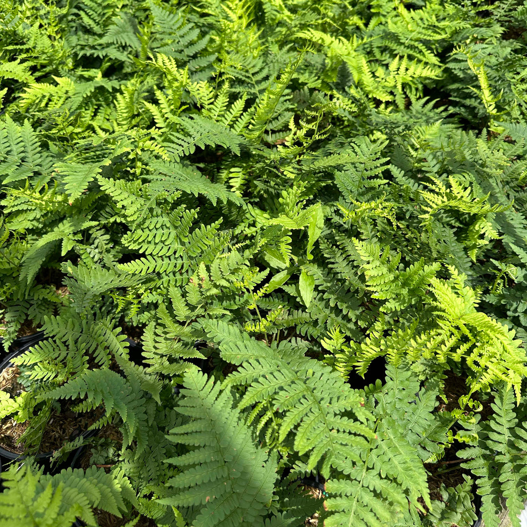 Close-up of a dense patch of green ferns
