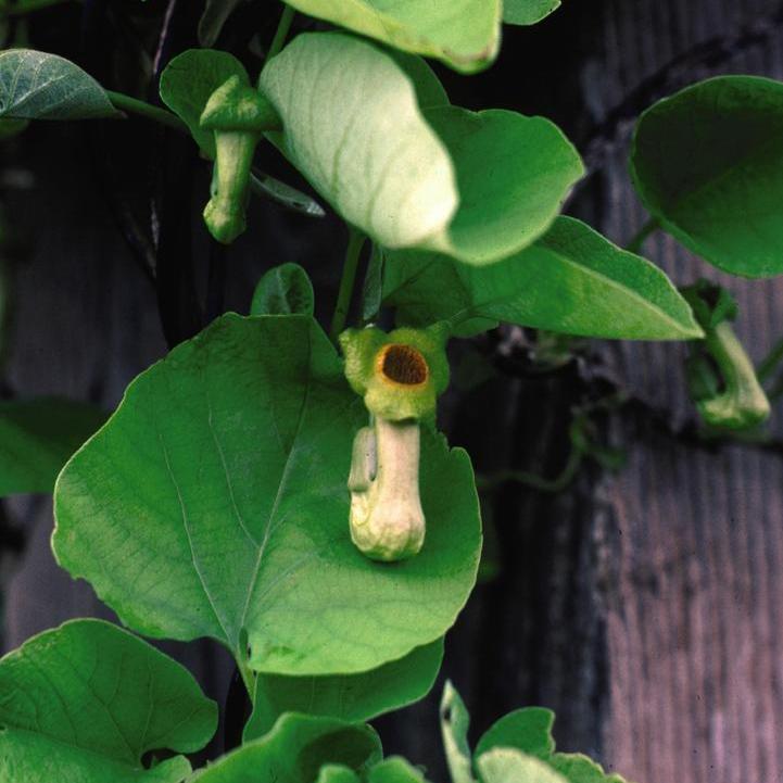 Dutchman's Pipe