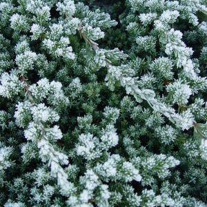 Dwarf Japanese Juniper
