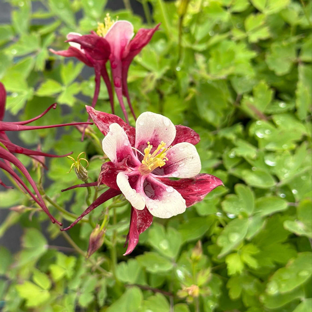 Earlybird® Red White Columbine