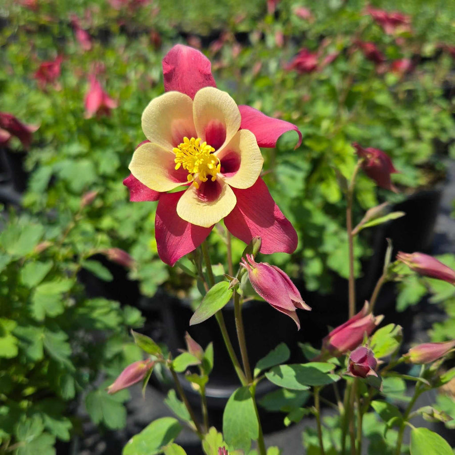 Earlybird® Red White Columbine