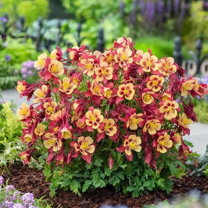 Earlybird® Red Yellow Columbine