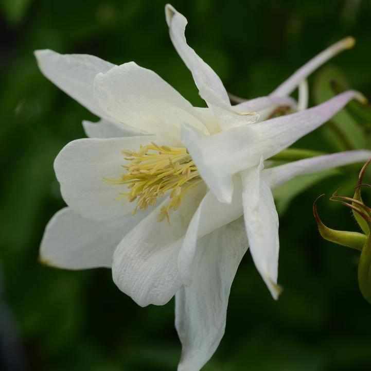 Earlybird® White Columbine