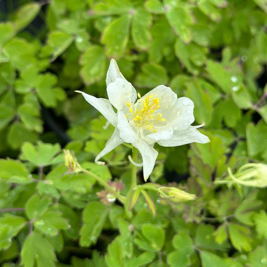 Earlybird® White Columbine