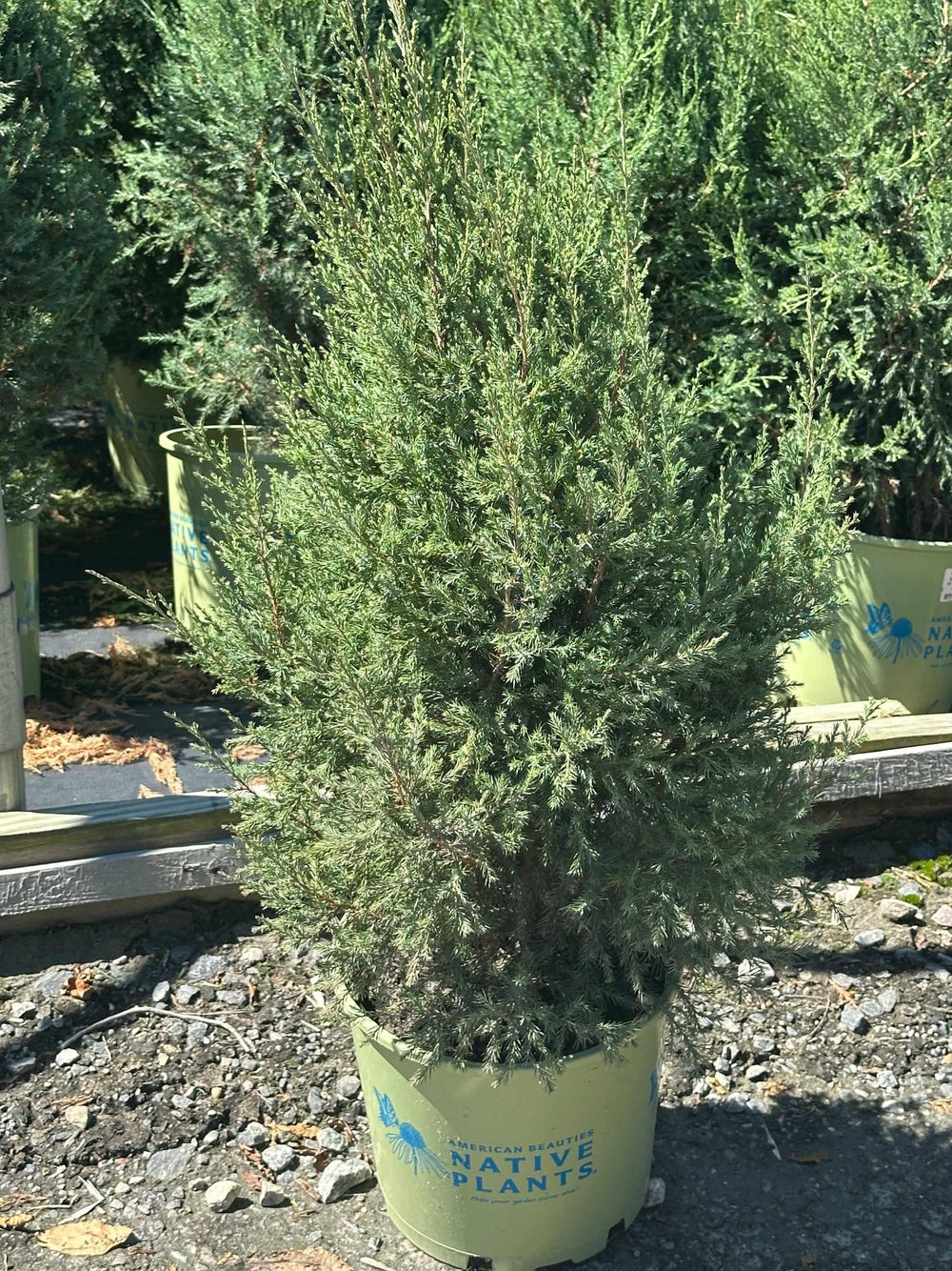 Eastern Red Cedar