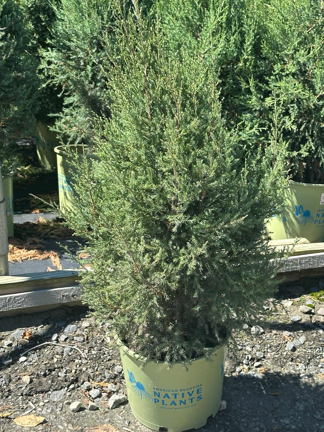 Eastern Red Cedar