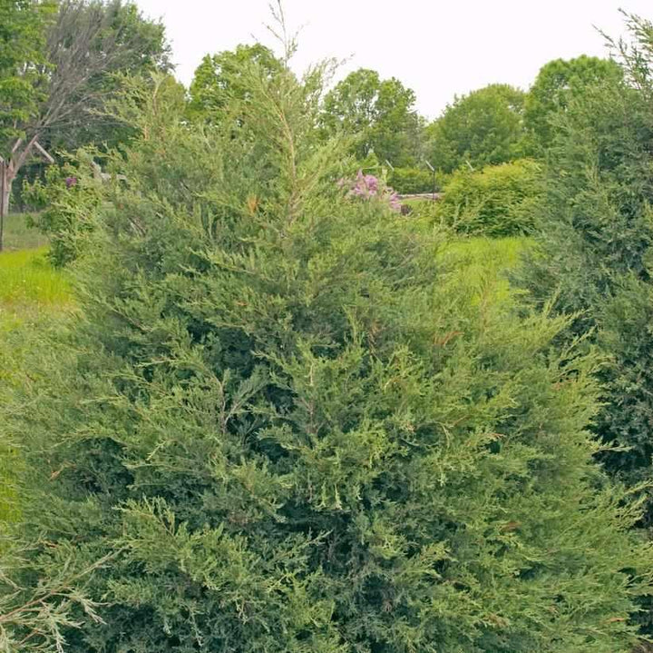Eastern Red Cedar