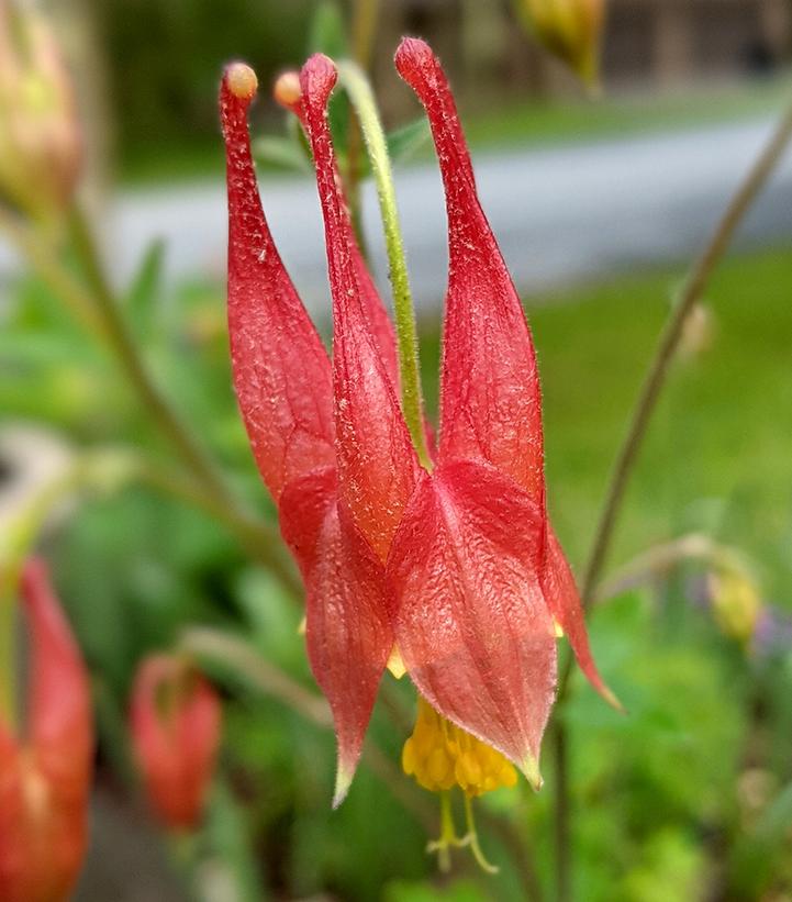 Eastern Red Columbine