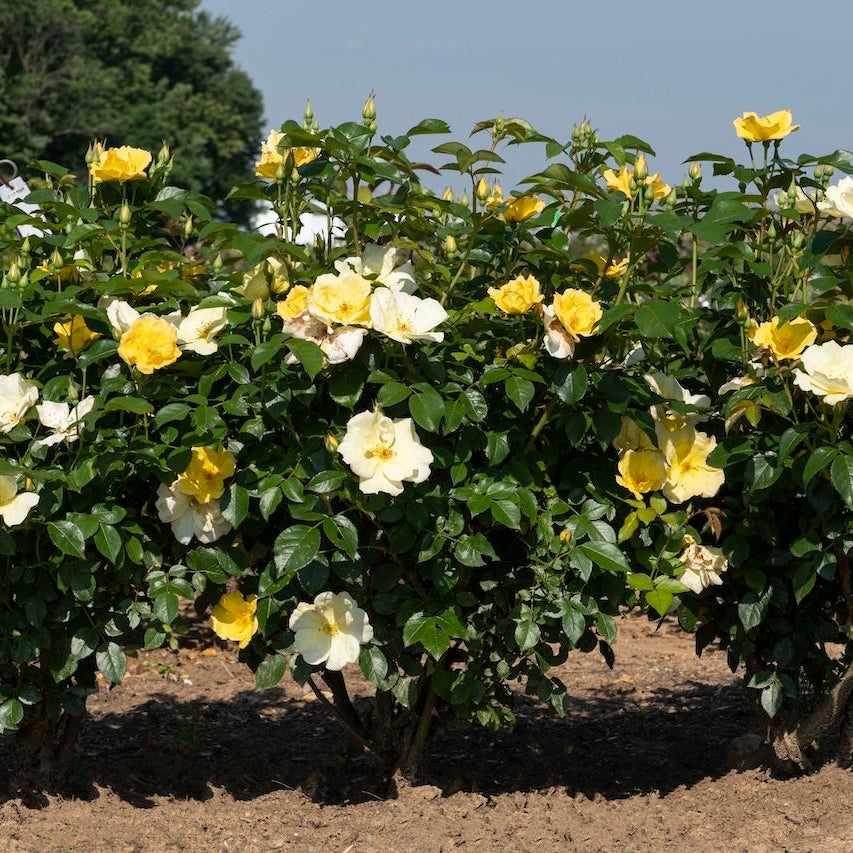Easy Beezy Knock Out® Rose
