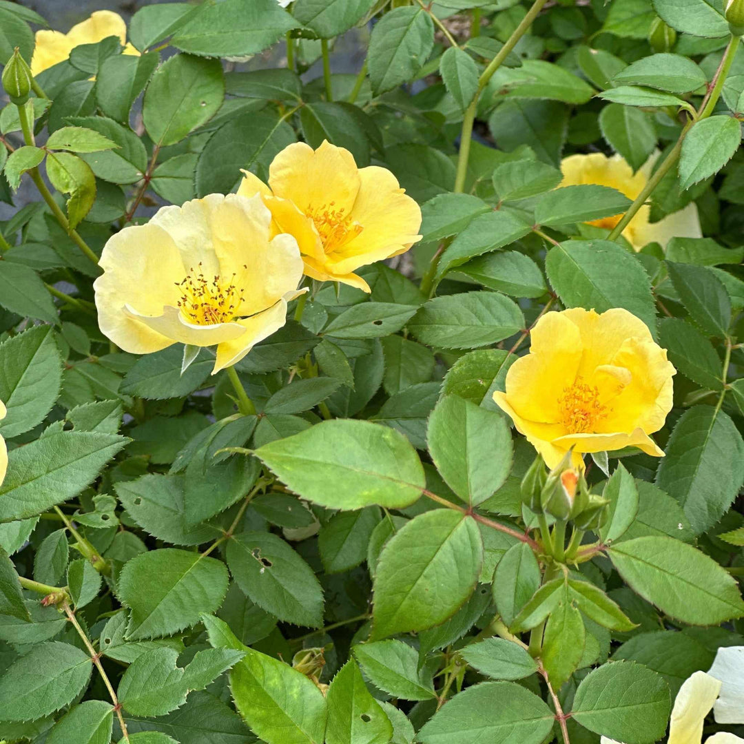 Easy Beezy Knock Out® Rose