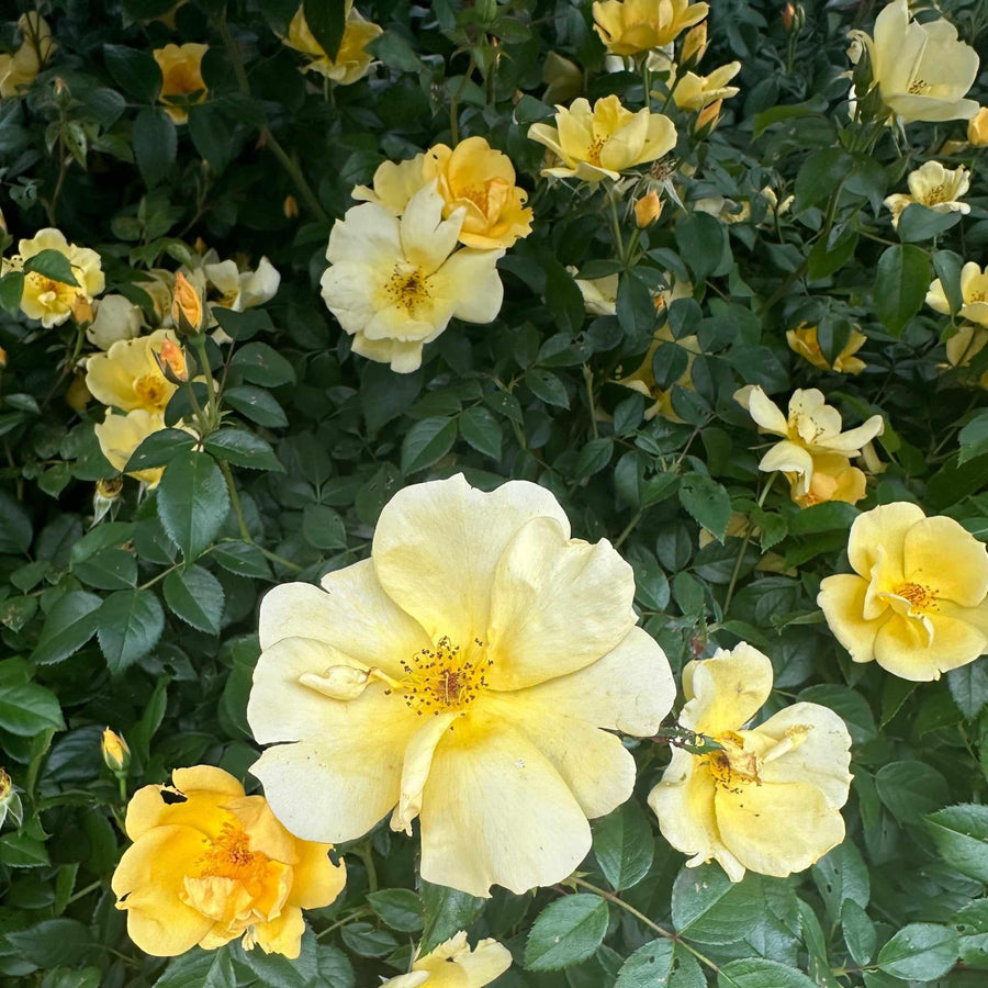Easy Beezy Knock Out® Rose