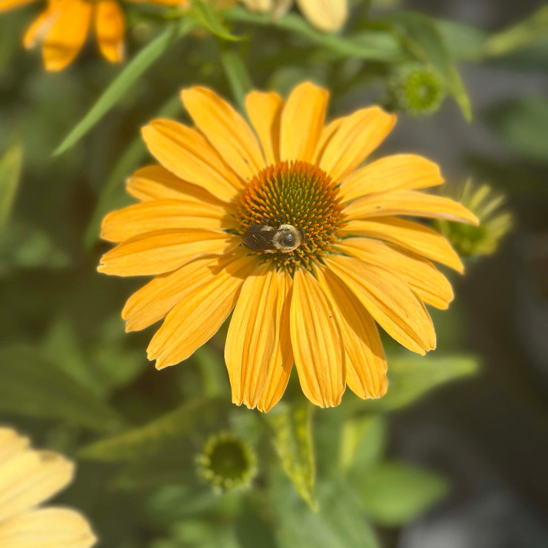 Color Coded® One in a Melon Coneflower