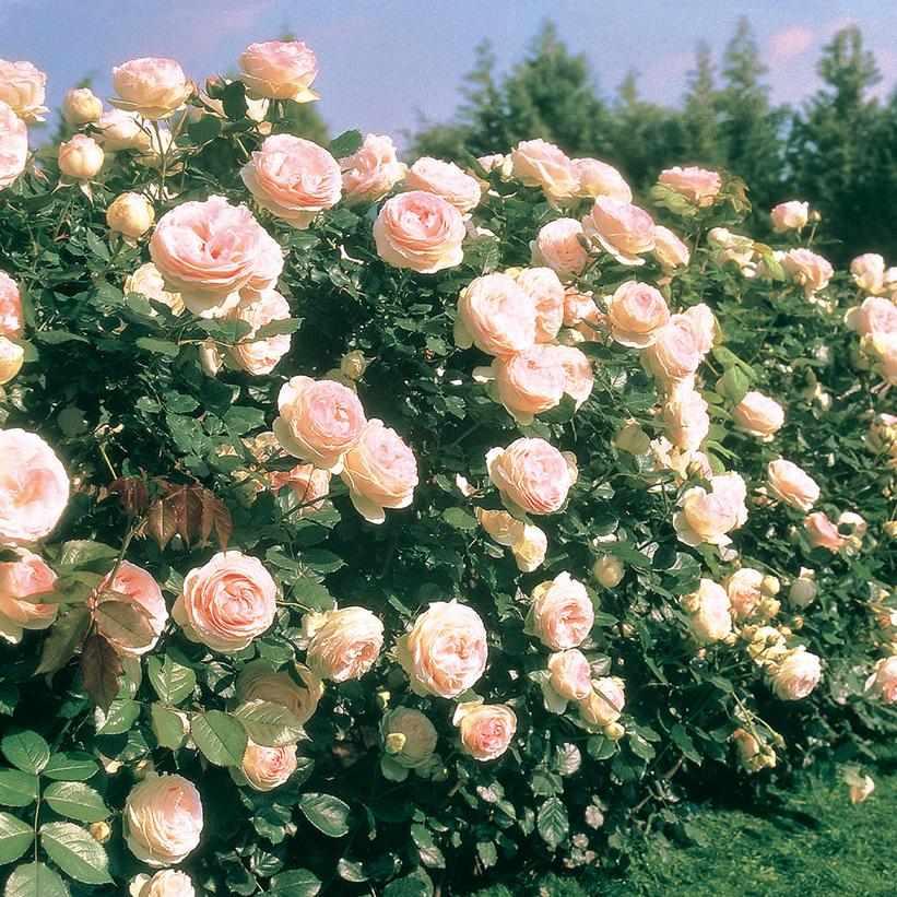 Roses
