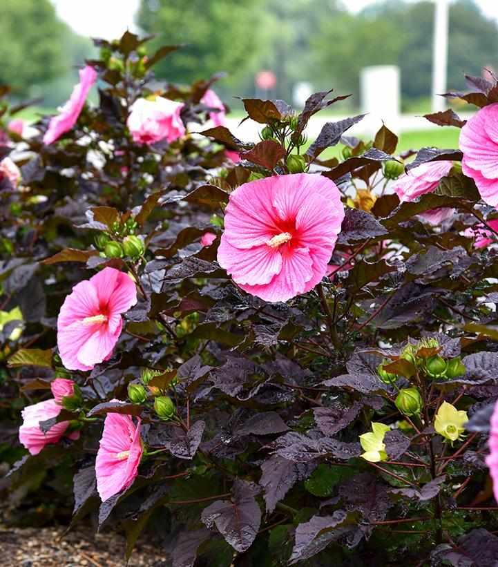 Edge of Night Rose Mallow
