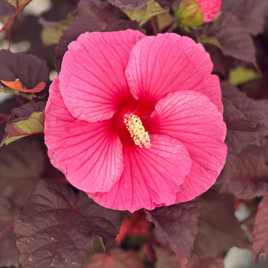 Edge of Night Rose Mallow