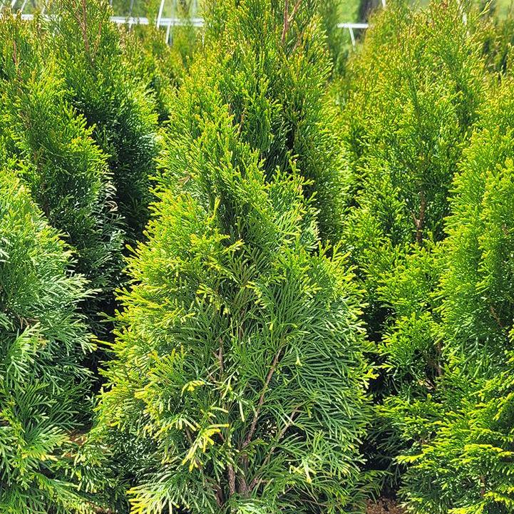 Emerald Green Arborvitae