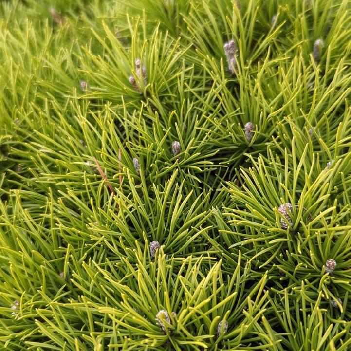 Enci Mugo Pine