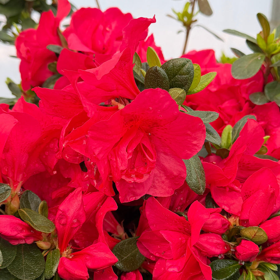 Autumn bonfire azalea blooms closeup |Spotswood Greenery