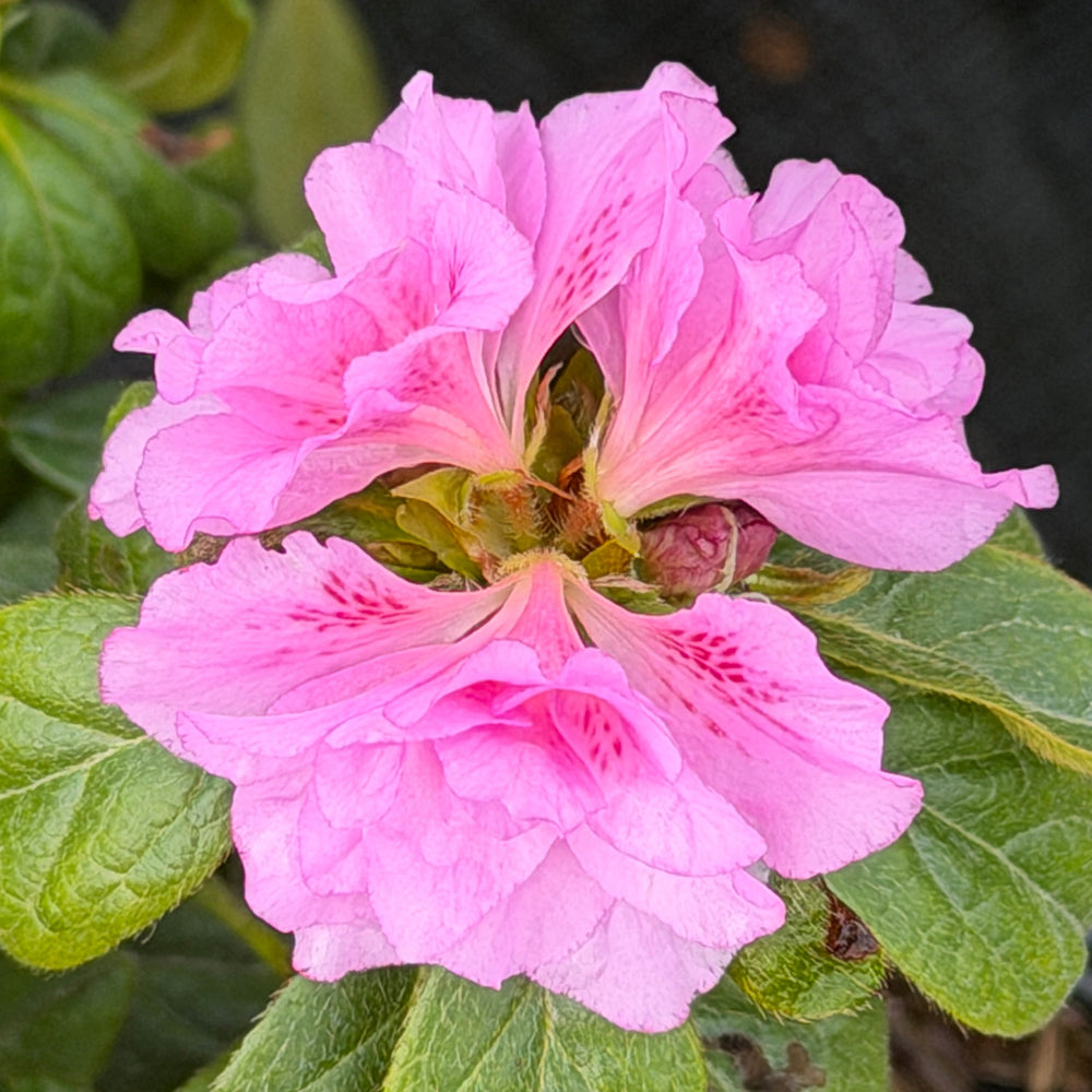 Close-up of pink flowers with green leaves |Spotswood Greenery