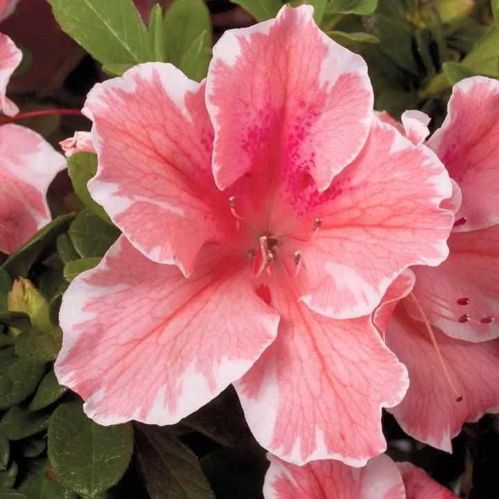 Encore® Autumn Sunburst® Reblooming Azalea