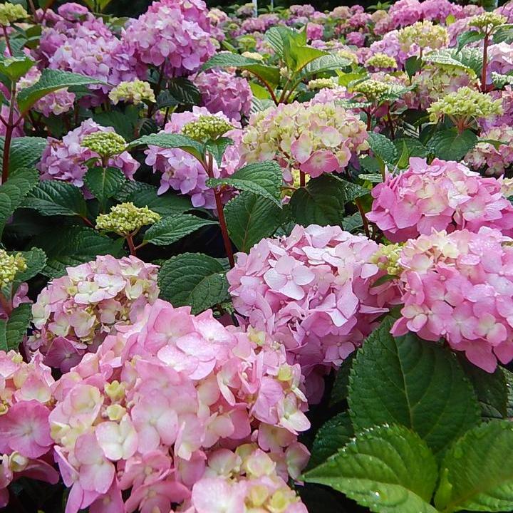 Endless Summer® Bloomstruck® Hydrangea
