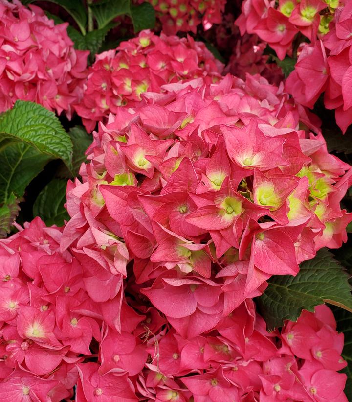 Endless Summer® Summer Crush® Hydrangea