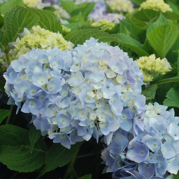 Endless Summer® The Original Hydrangea