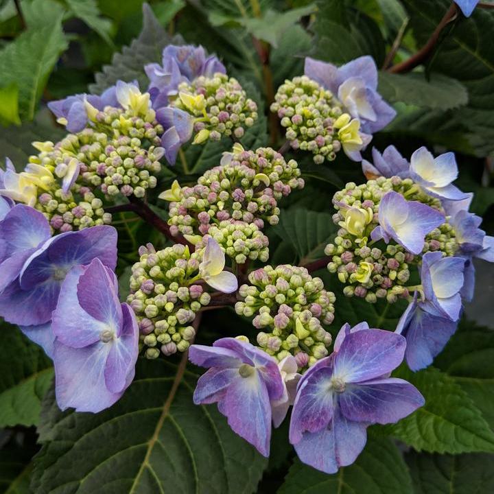 Endless Summer® Twist-N-Shout® Hydrangea