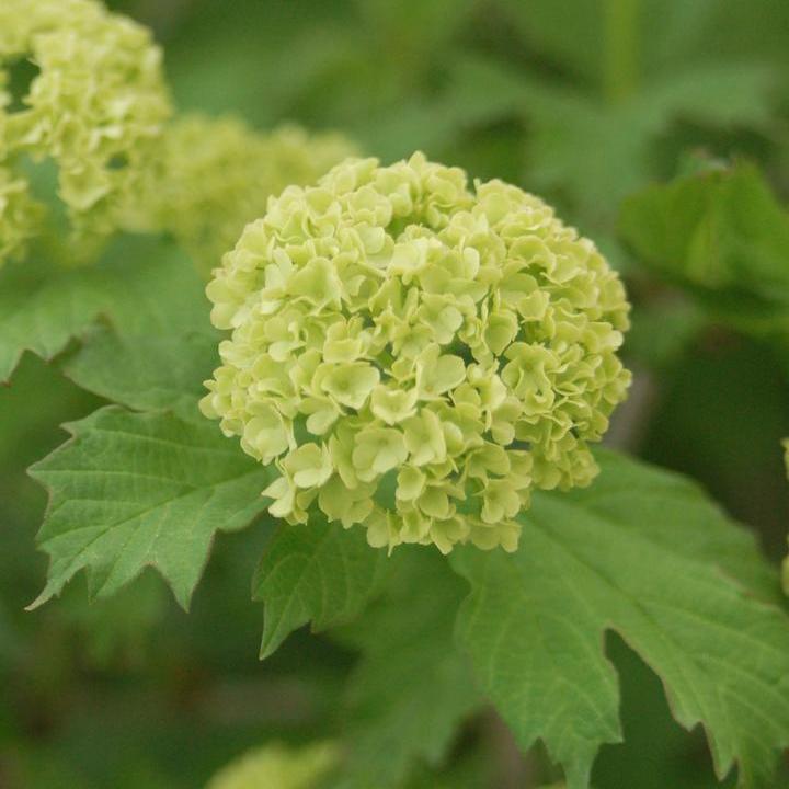 European Snowball Viburnum