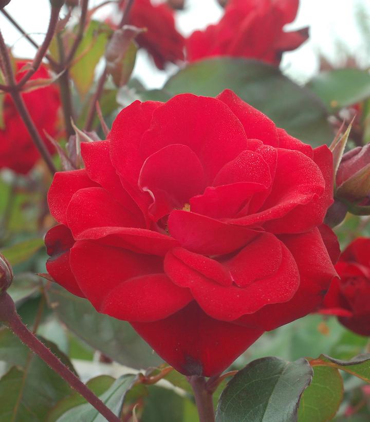Europeana Rose