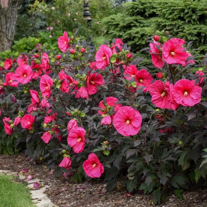Evening Rose Rose Mallow |Proven Winners®