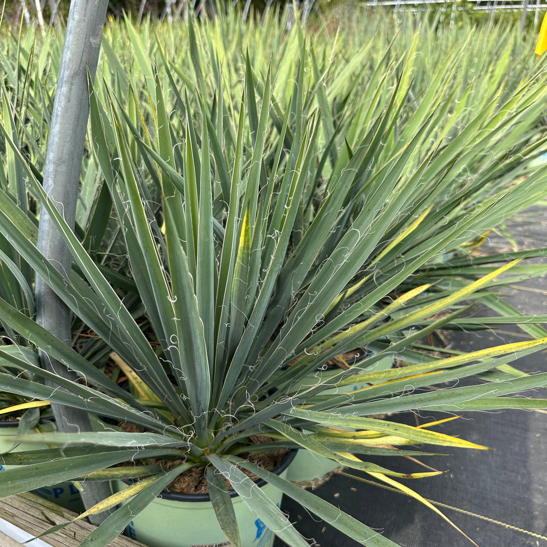 Excalibur Yucca