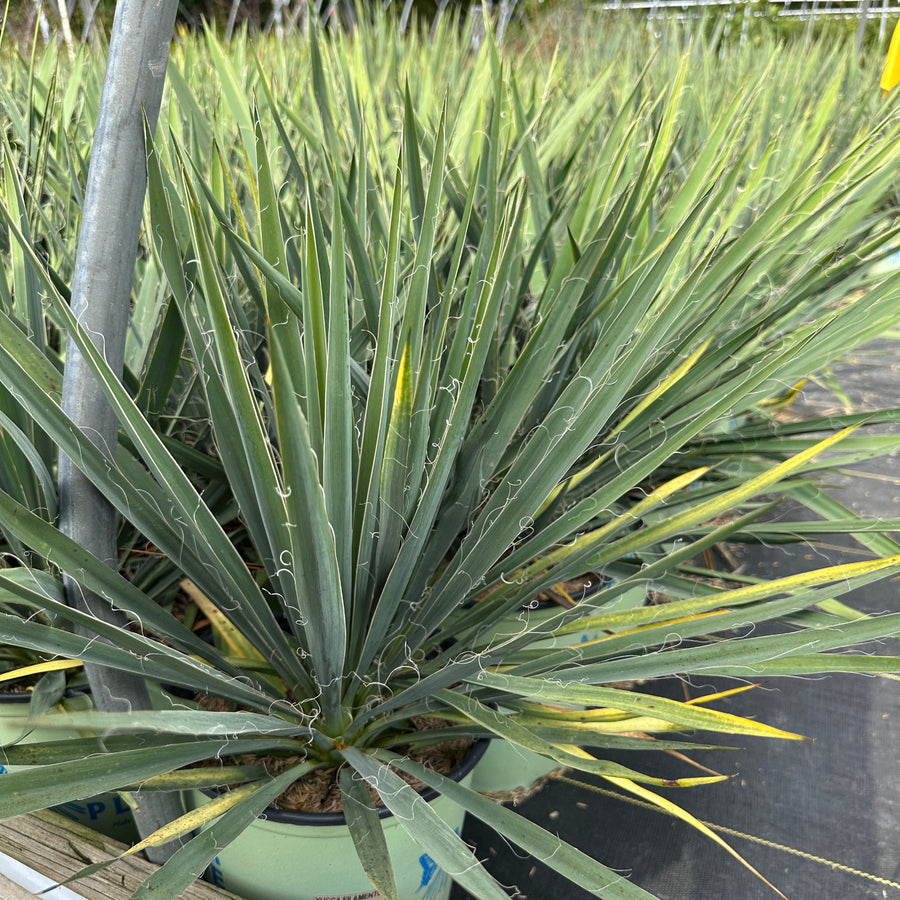 Excalibur Yucca
