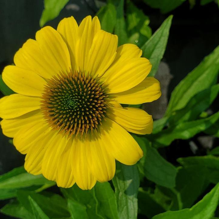 Eye-Catcher™Canary Coneflower