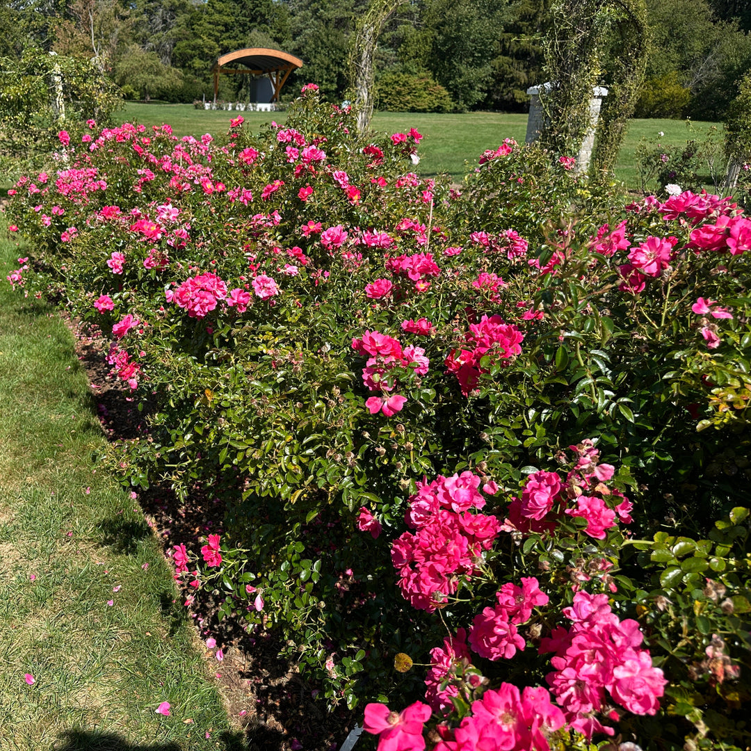 Flower Carpet® Pink Supreme Rose