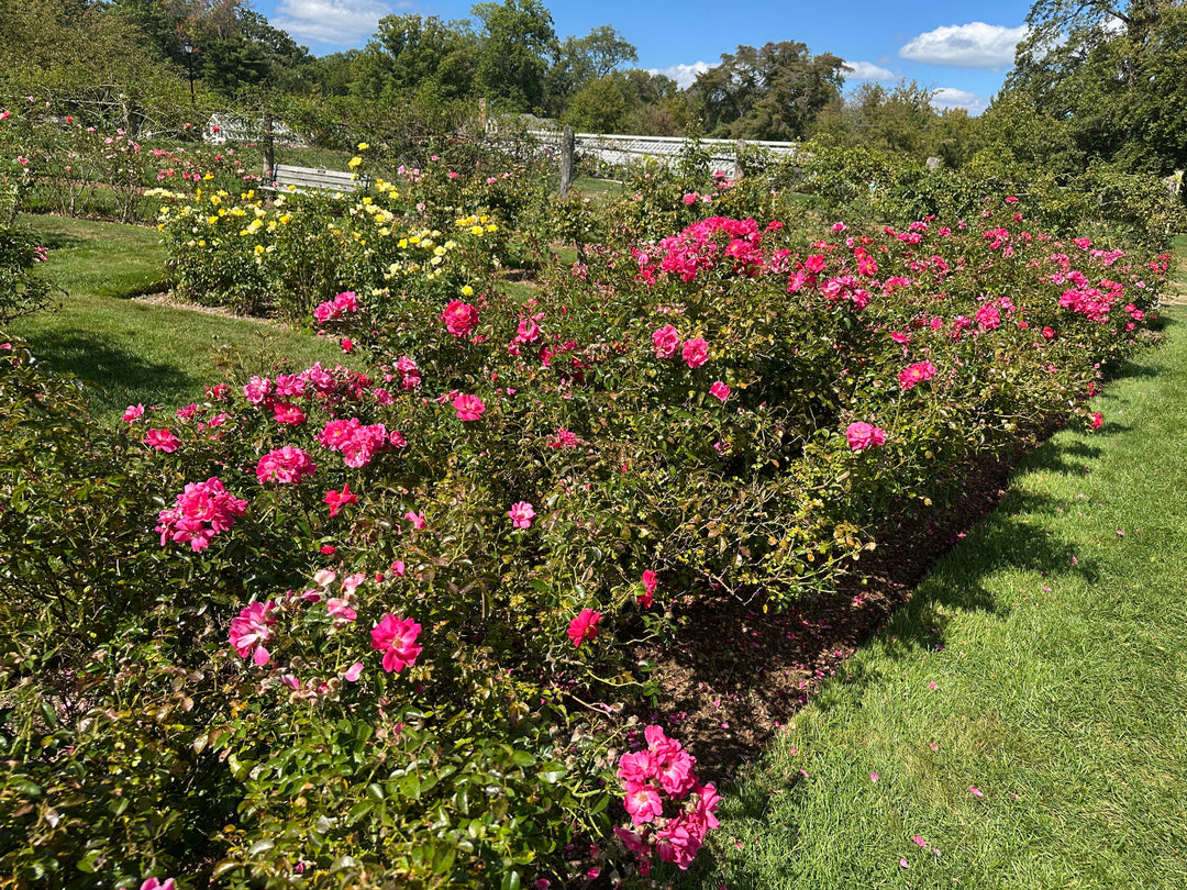 Flower Carpet® Pink Supreme Rose
