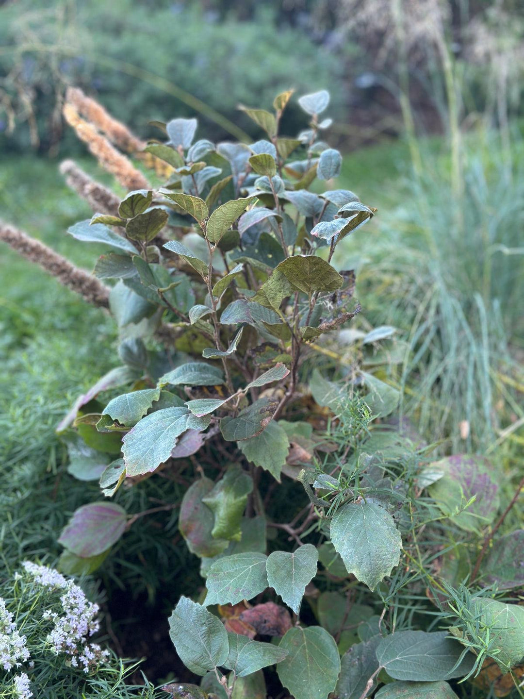 Fothergilla gardenii |Spotswood Greenery