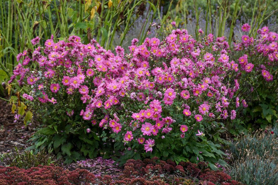 Fall in Love Sweetly Japanese Windflower