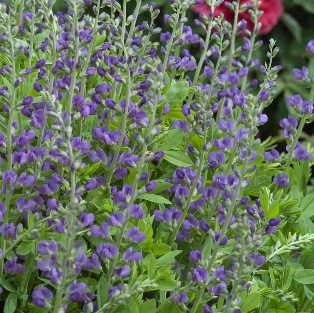 False Indigo |Walters Gardens