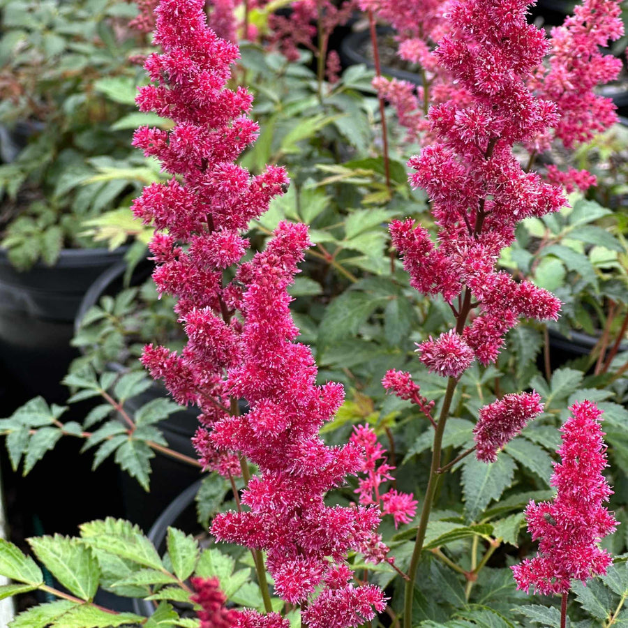 Fanal Astilbe