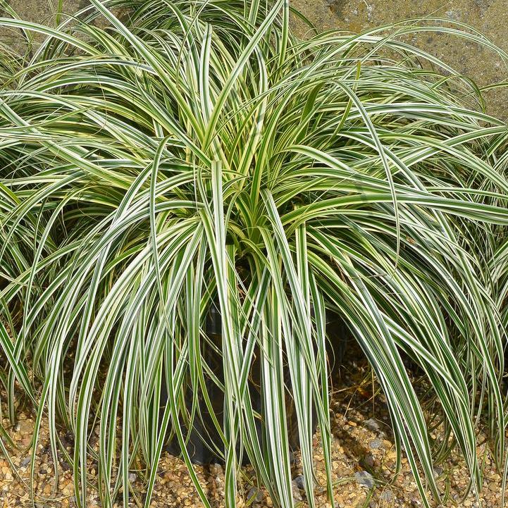 Feather Falls Sedge