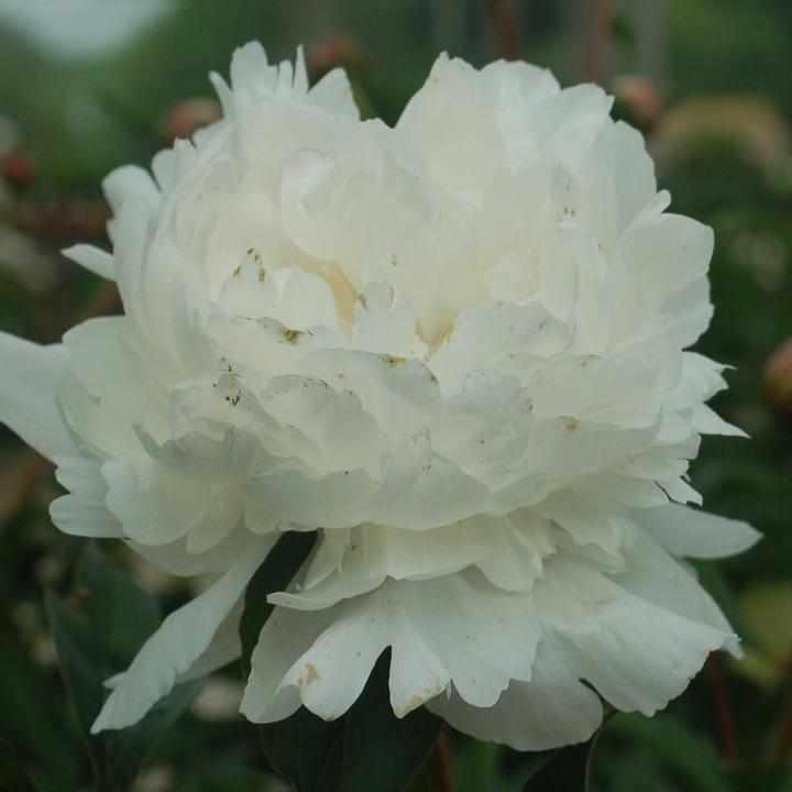 Festiva Maxima Double Peony