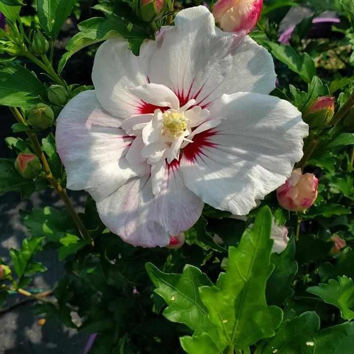 Fiji Rose of Sharon