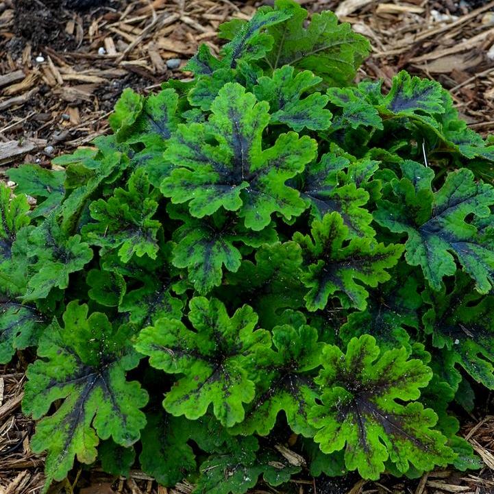 Fingerpaint Foamflower