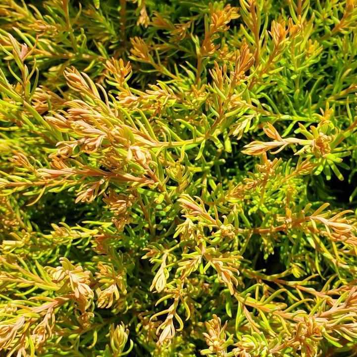Fire Chief® Globe Arborvitae