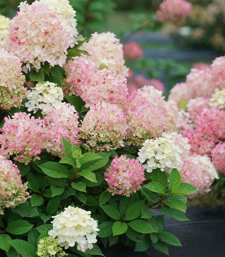 Fire Light Tidbit® Panicle Hydrangea